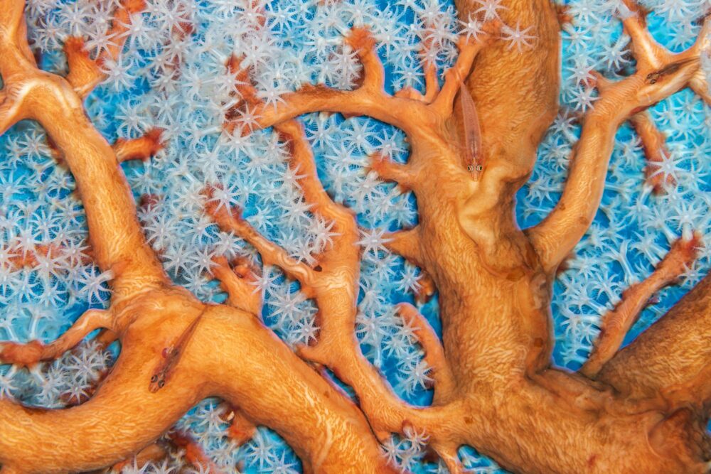 ‘Coral connections’ by Alex Mustard, UK: Warming seas have put coral at risk, but Mustard captured this pristine gorgonian sea fan in all its vibrant glory, and the ghost gobies swimming between its branches showcase the biodiversity of a healthy reef. The fish are usually skittish, but Mustard was keen to capture more than one in his frame. They use sea fans as a refuge or feeding platform, blending in perfectly with their surroundings. Image: Alex Mustard/Wildlife Photographer of the Year