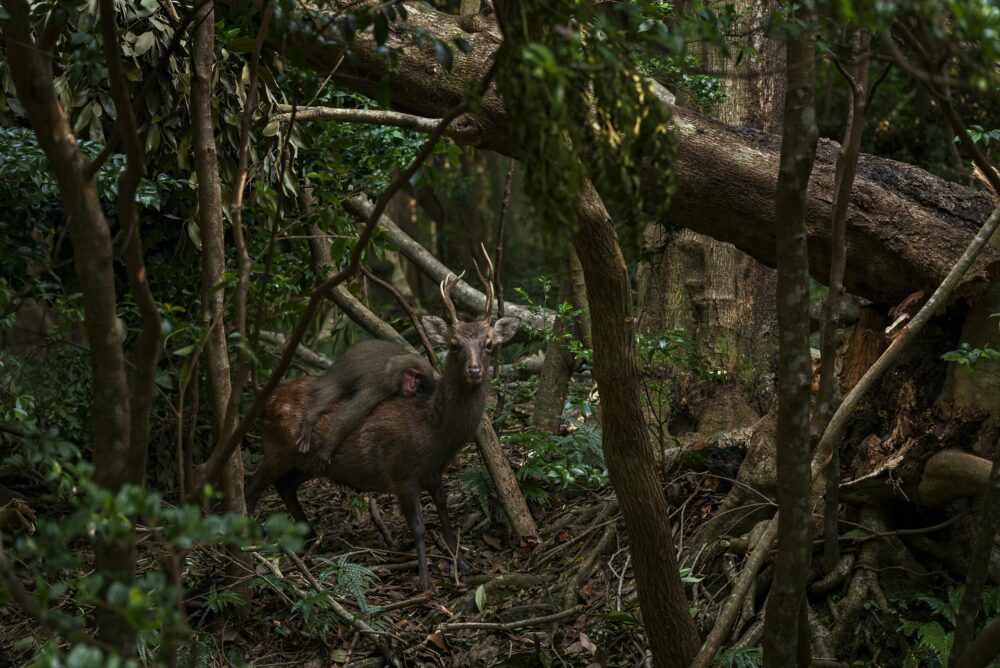 ‘Forest rodeo’ by Atsuyuki Ohshima, Japan: The very definition of a cheeky monkey, this macaque leapt on a deer to hitch a ride. Rodeo-riding by the macaques of Japan’s Yakushima Island is a rare sight, but not unheard of. Male macaques have been seen clinging to female deer and even trying to mate with them. In this case, the macaque was a young female, clearly just out for a joy ride. Image: Atsuyuki Ohshima/Wildlife Photographer of the Year