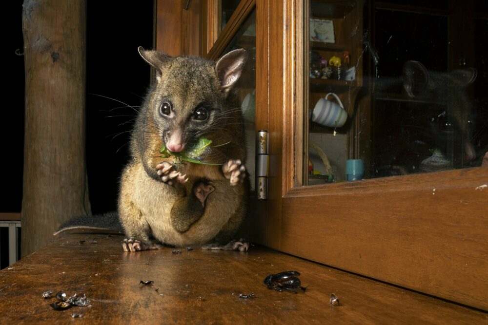 ‘Possum’s midnight snack’ by Caitlin Henderson, Australia: A common brushtail possum dismembers a large northern greengrocer cicada on a windowsill in Malanda, Queensland, Australia. These possums are abundant in Queensland, and although built for a life foraging among the trees, they have readily adapted to urban environments. Henderson’s lens caught this unexpected visitor complete with a baby in its pouch. Image: Caitlin Henderson/Wildlife Photographer of the Year