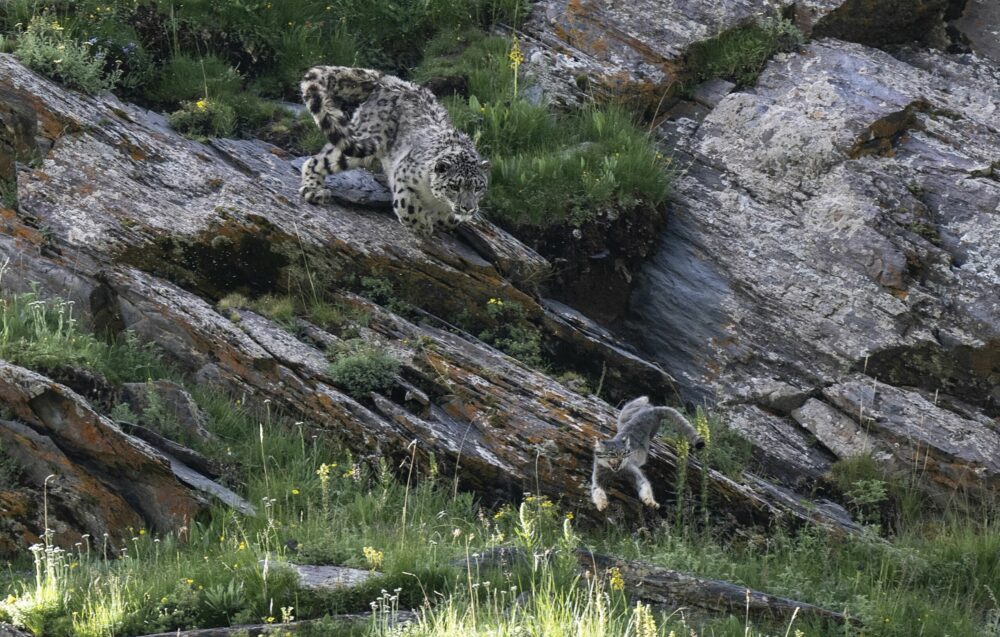 ‘Race for life’ by Donglin Zhou, China: A Pallas’s cat runs for its life with a snow leopard in hot pursuit. Both species are well camouflaged, and Zhou assumed the leopard was after a marmot when it sprang into action, as the cat blended in so well with the surrounding rocks. Its camouflage was not enough to save it, however. Zhou’s image captures the thrill of the chase, leaving the mealtime that followed to our imagination. Image: Donglin Zhou/Wildlife Photographer of the Year