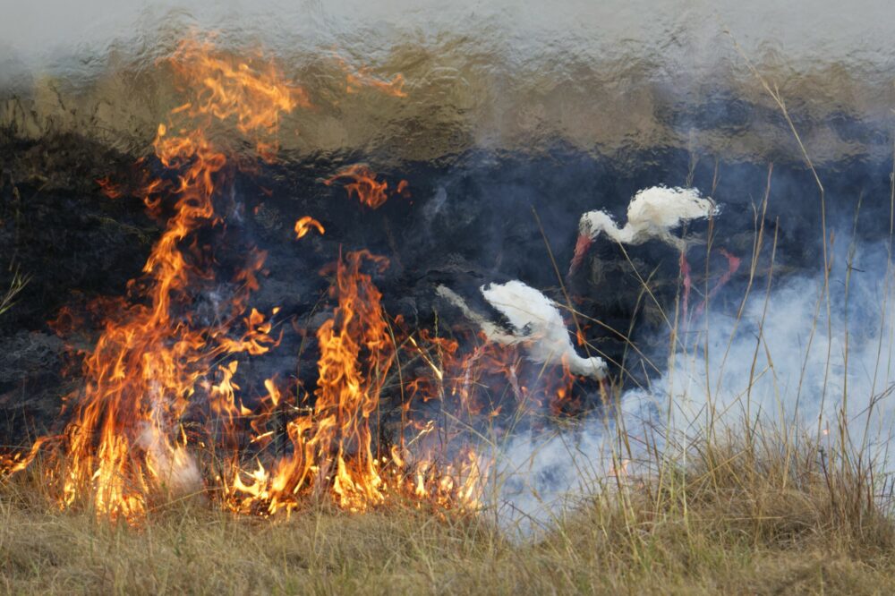 ‘Firebirds’ by Elza Friedländer, Germany. A controlled fire, used to manage grassland and stimulate new growth, provides the dramatic setting for this shot of a pair of white storks, obscured by heat shimmer from the blaze. The birds were among hundreds that flocked to the fire in the Maasai Mara, and pressed up to the front line to pick off easy prey fleeing the flames. Image: Elza Friedländer/Wildlife Photographer of the Year