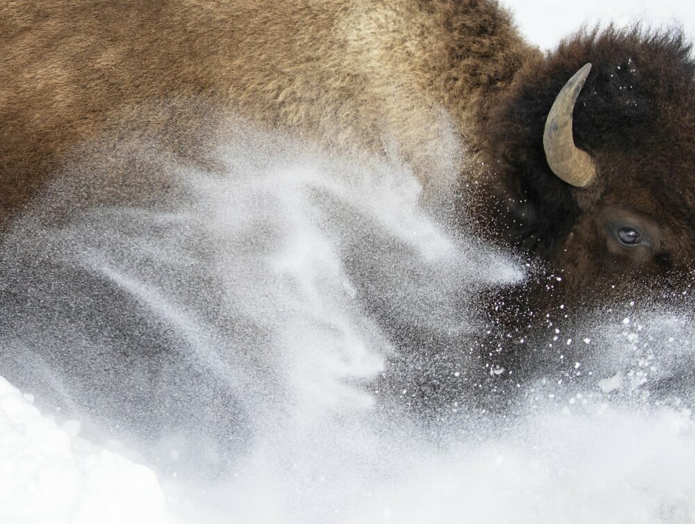 ‘Snow bison’ by Max Waugh, US: Bison numbers are slowly increasing in North America after hunting almost wiped them out. Waugh caught this energetic close up of a plains bison kicking up flurries of snow as a herd crossed the road in front of him. The tight frame lends an abstract originality to the composition. Image: Max Waugh/Wildlife Photographer of the Year