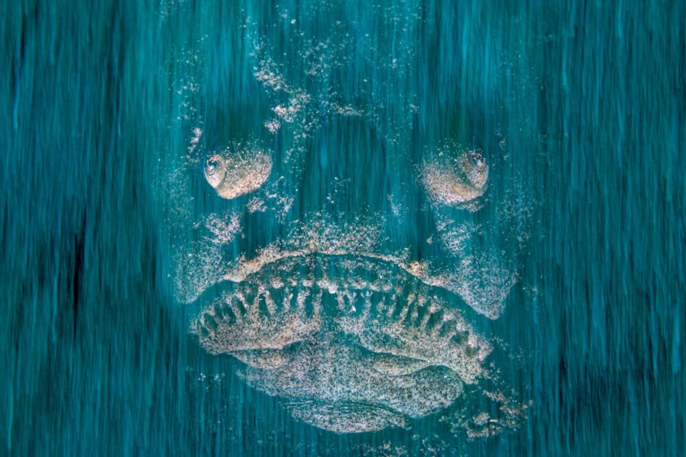 ‘Death in waiting’ by Pietro Formis, Italy: This ghostly image captures a stargazer fish peering through turquoise waters from the sandy ocean floor. Despite its innocuous moniker, the fish is not watching the skies, but instead waiting for its next meal. The stargazer is an ambush predator which buries itself in the sand, leaving just its eyes and needle-like teeth visible. Unfortunately its coastal habitat is under pressure from erosion and pollution, and it is often caught as bycatch. Image: Pietro Formis/Wildlife Photographer of the Year