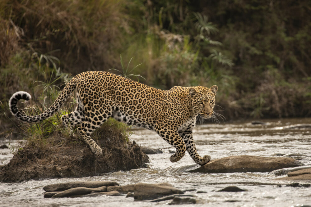 ‘The catwalk’ by Shashwat Harish, Kenya: Imagine the electric thrill of locking eyes with a leopard in the wild. Shashwat snapped this image on a trip to Kenya’s Maasai Mara, where leopard numbers are decreasing due to habitat loss and hunting. Acting on a tip-off that one had been spotted nearby, the young photographer searched for hours, and was rewarded with this elegant portrait. Image: Shashwat Harish/Wildlife Photographer of the Year