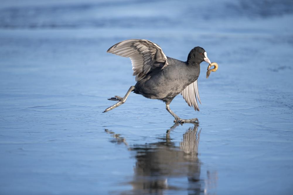 ‘Coot on ice’ by Zhai Zeyu, China: Patience paid off for both photographer and coot on this occasion: The bird snared a tasty loach, and Zeyu was on hand to record the moment it skittered across the surface of a frozen pond in Dalian, China – with its catch dangling from its beak. Image: Zhai Zeyu/Wildlife Photographer of the Year