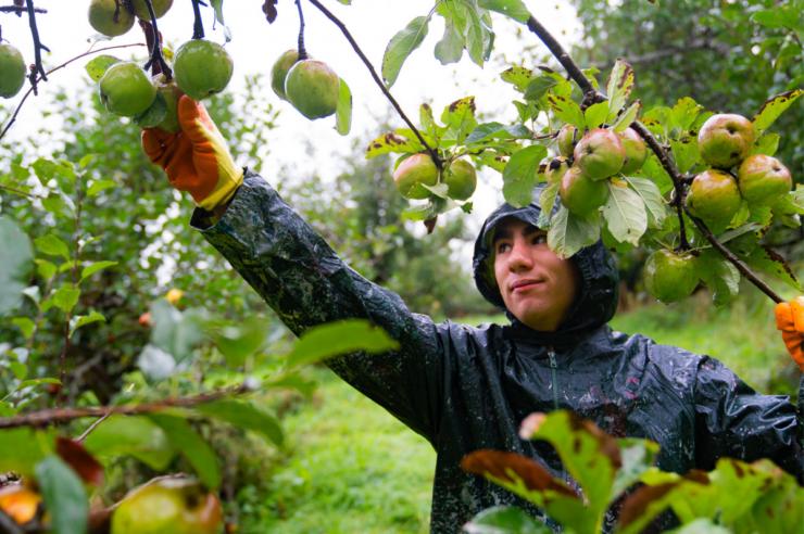 Image for Apples help to squeeze out untapped potential of ‘talented’ young people