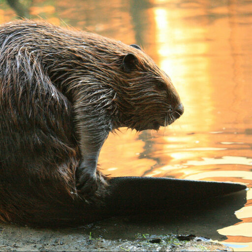 Beavers built a dam in Somerset, England for the first time in 400 years
