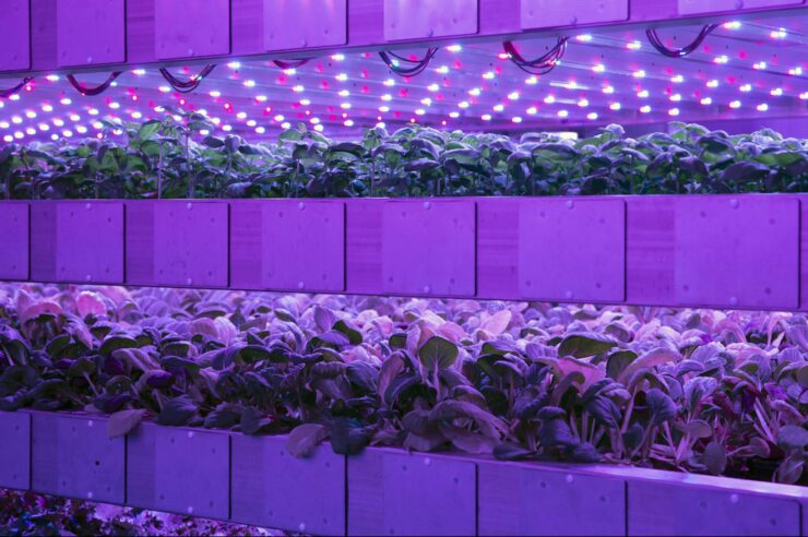 Image for Taste of the future? Vertical farming is finally growing up in the UK