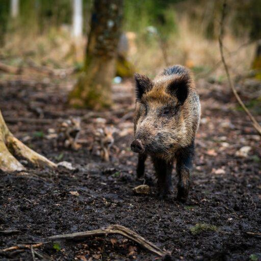 Wild boar have returned to Britain