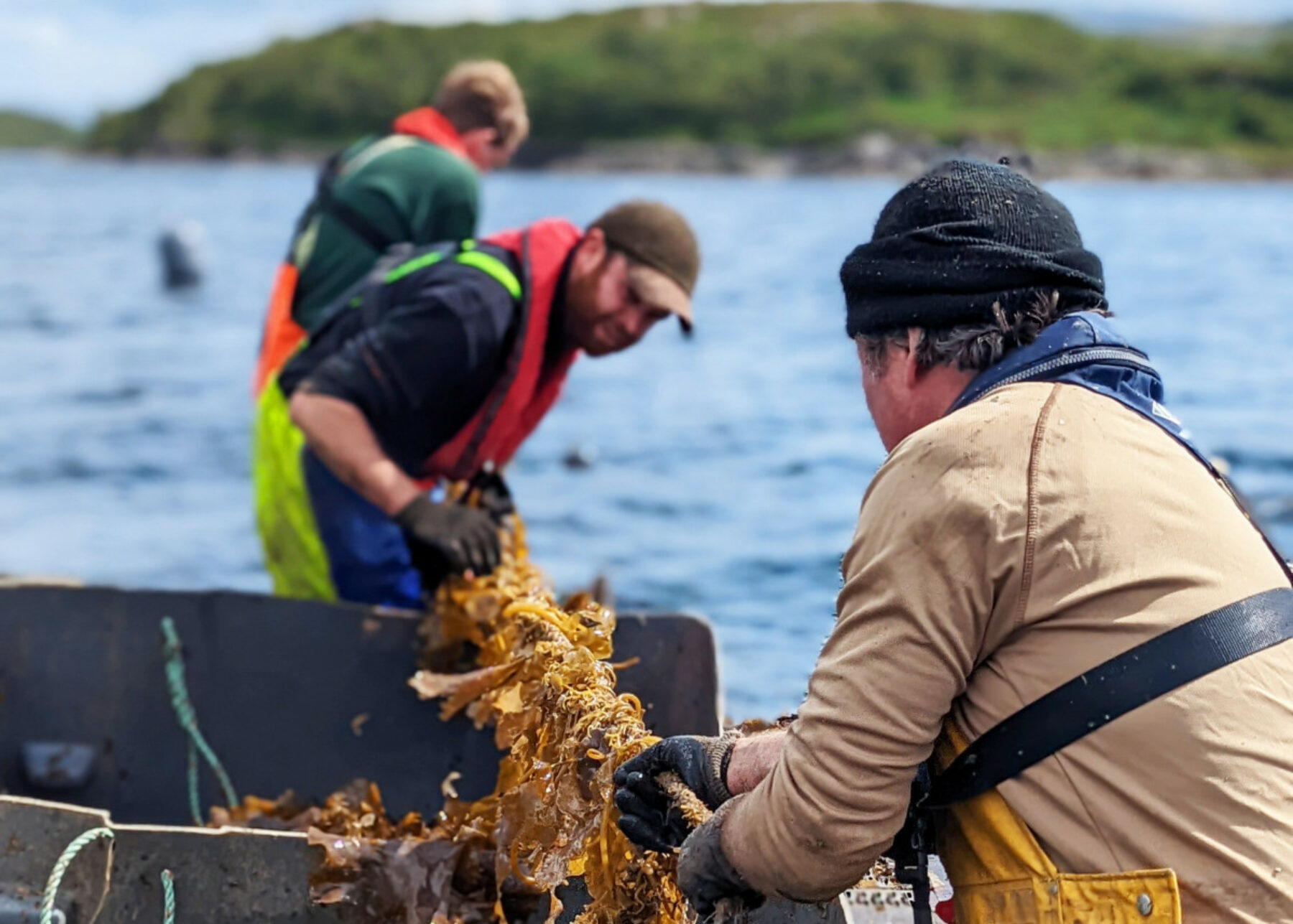 Image for Why are people getting so hyped about seaweed?