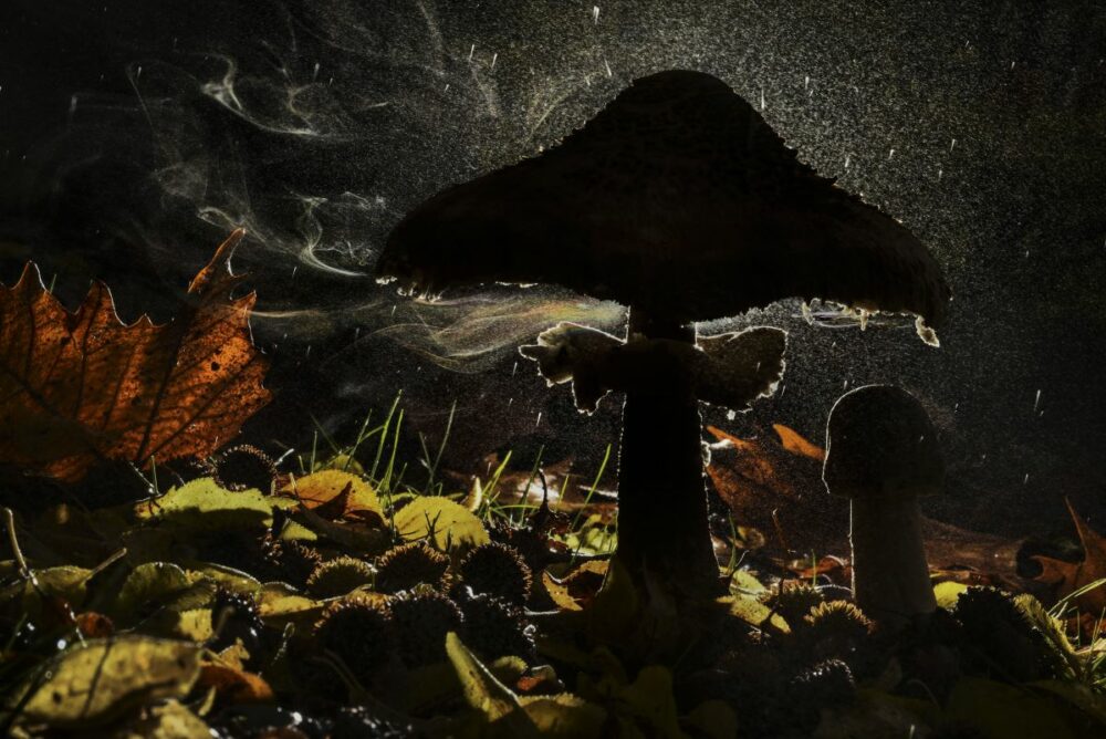 Winner: plants and fungi. Agorastos Papatsanis reveals the magic of a fungus releasing its spores on Mount Olympus, Greece. Parasol mushrooms release spores from the gills under their cap. Billions of spores travel – usually unseen – in the air currents. Some will land where there is moisture and food, enabling them to grow networks under the forest floor. Image: Agorastos Papatsanis/Wildlife Photographer of the Year
