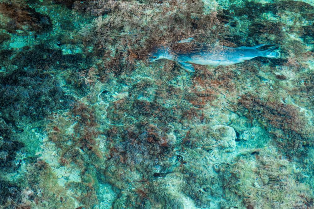 ‘The vanishing seal’ by Bruno D’Amicis, Italy: D’Amicis lay hidden on a rock ledge to capture this surreal, otherworldly image of a Mediterranean monk seal, one of the most endangered mammals on Earth. The creatures were once a common sight resting on open beaches, but the twin perils of hunting and encroachment on habitat have left numbers dwindling. Image: Bruno D’Amicis/Wildlife Photographer of the Year