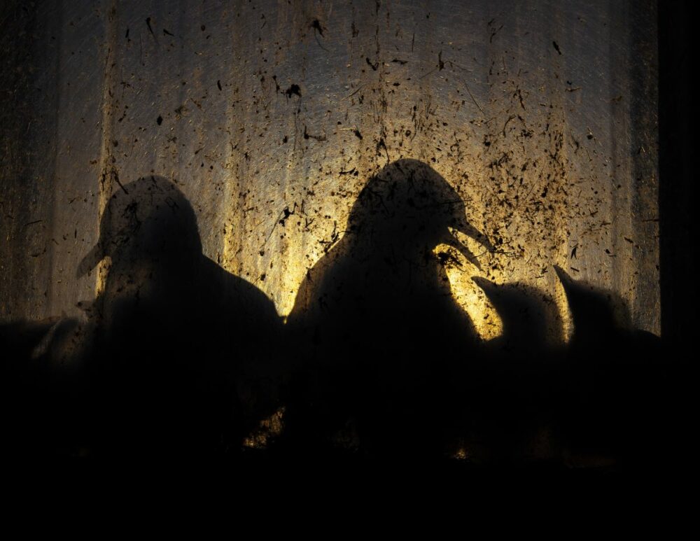 Winner: urban wildlife. Knut-Sverre Horn offers a glimpse of kittiwake chicks illuminated in an abandoned factory in Vardø, Norway. Kittiwakes naturally nest on the narrow ledges of high, steep coastal cliffs. Recently numbers have plummeted, and some have headed for urban areas due to shortages of food caused by warming oceans and pollution. Image: Knut-Sverre Horn/Wildlife Photographer of the Year