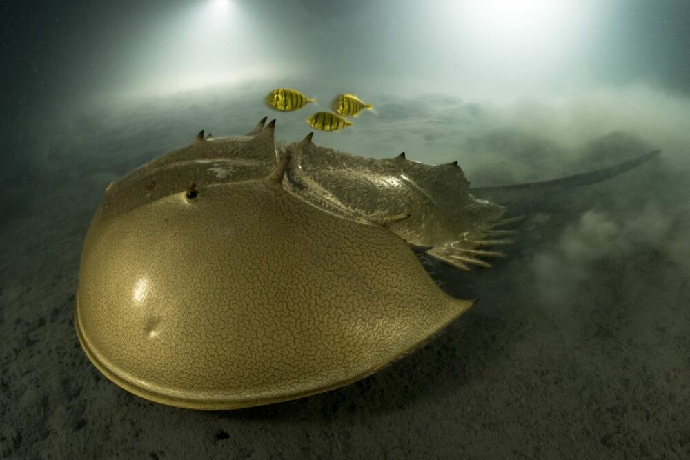 Overall winner. Laurent Ballesta captured a tri-spine horseshoe crab on the seafloor around Pangatalan Island in the Philippines. The species faces habitat destruction and overfishing, for food and for its blood, which is used in the development of vaccines. But, in the protected waters off Pangatalan, there is hope for its survival. Image: Laurent Ballesta/Wildlife Photographer of the Year