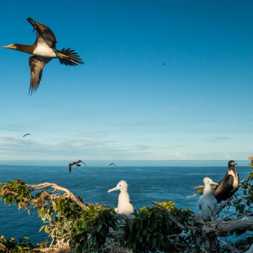 Rewilding Redonda Island