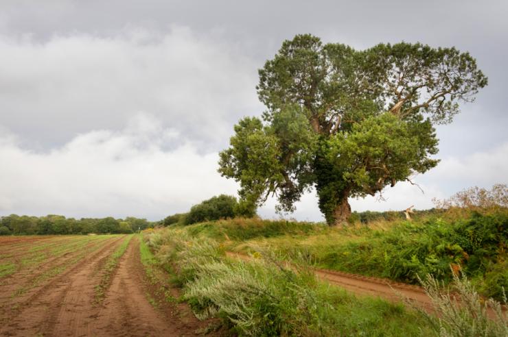 Image for The race to save Britain’s rarest native tree