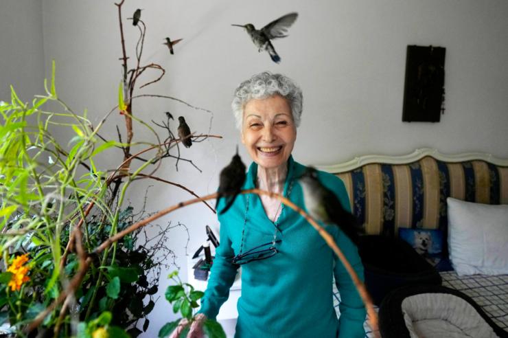 Image for The woman who turned her apartment into a hummingbird hospital