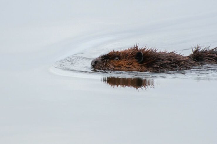 Image for How the reintroduction of beavers is changing Britain for the better