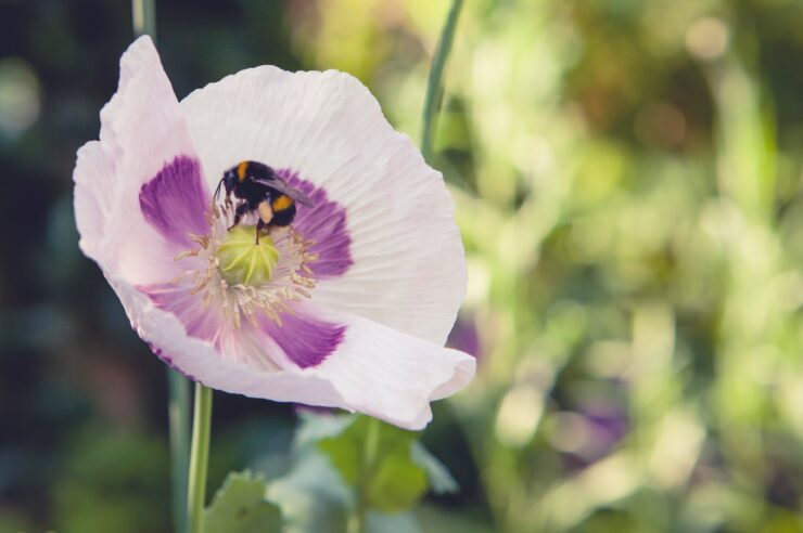 Image for Millions of wildflowers to be planted to help boost UK’s bee population