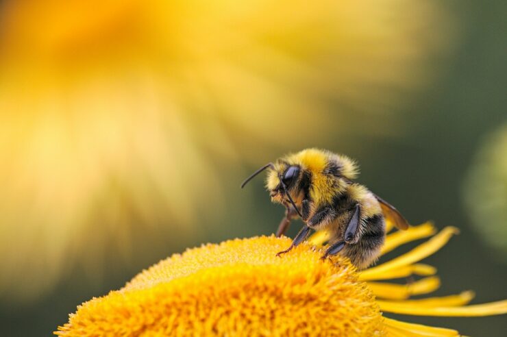 Image for World Bee Day: eight projects making a difference to bees