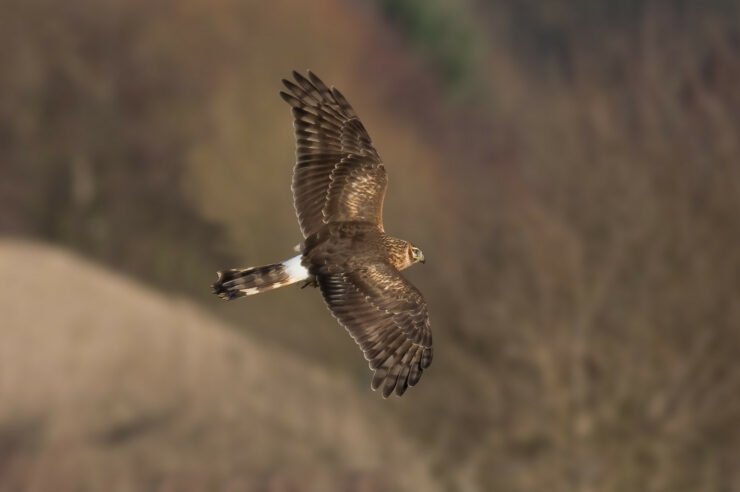 Image for Scotland to get new nature reserve as community ‘achieves the impossible’