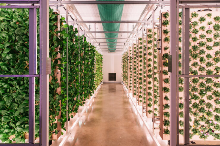 Image for High-tech, soil-less, and brimming with life: the vertical farms of tomorrow