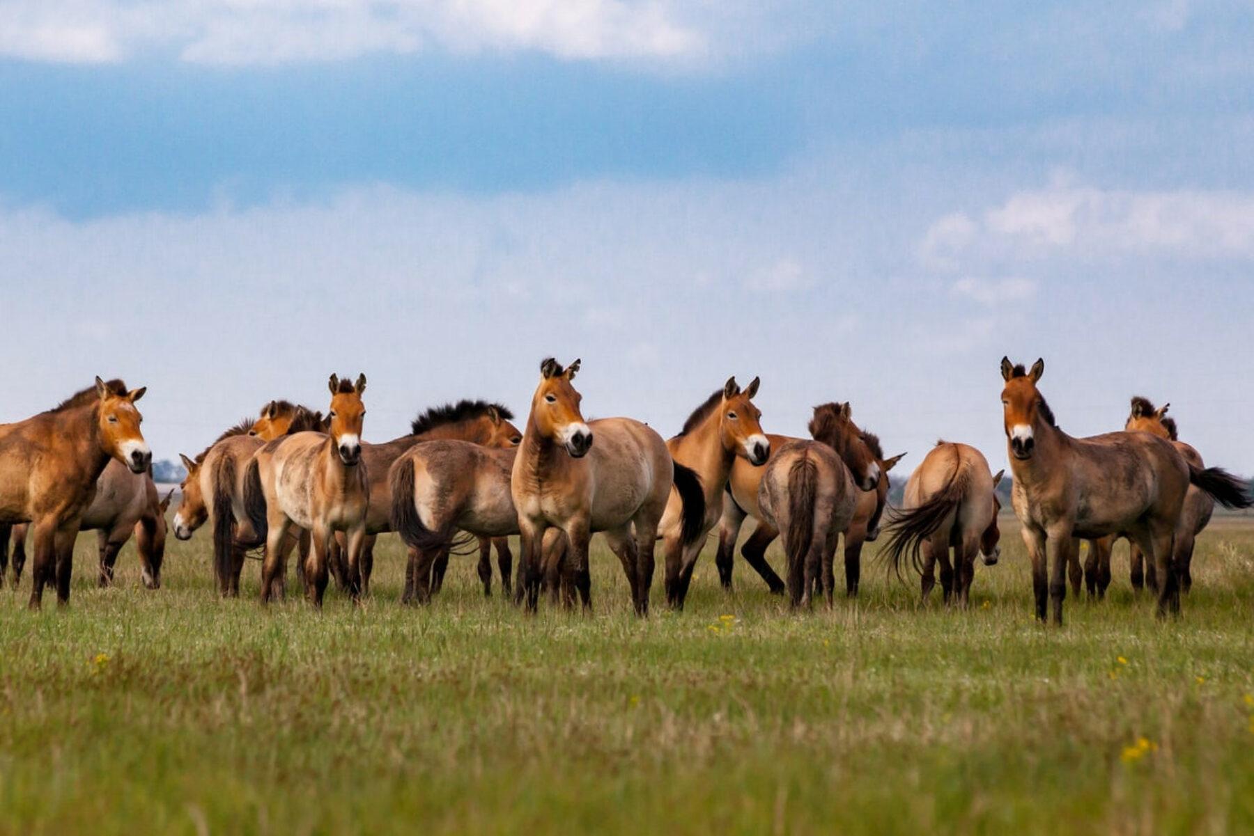Image for Spain’s latest weapon against wildfires? Wild horses
