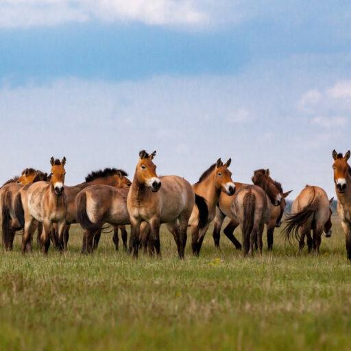 Spain is enlisting horses to help prevent wildfires