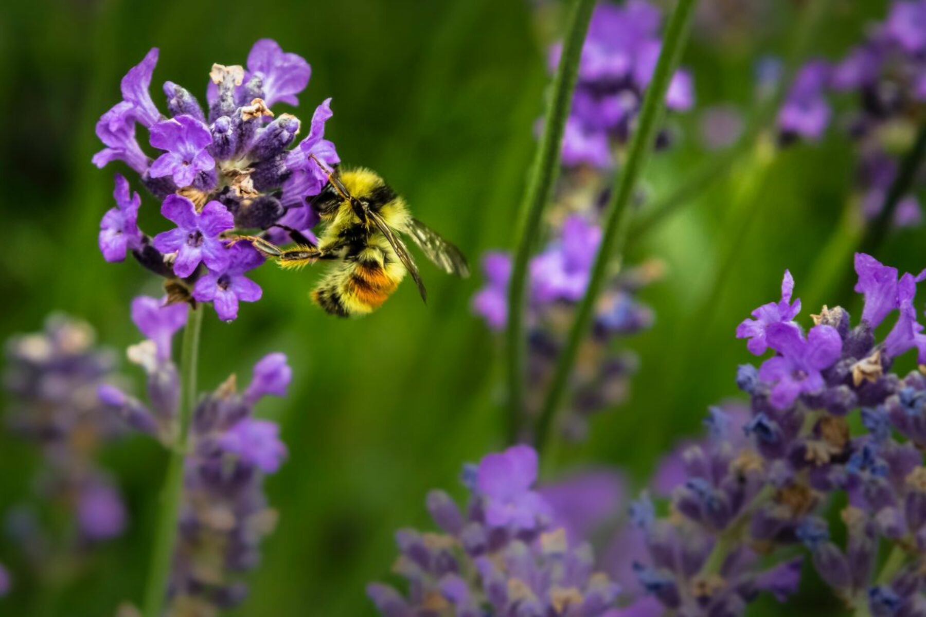 Image for Wildflower corridor scheme launched to boost insect numbers in England