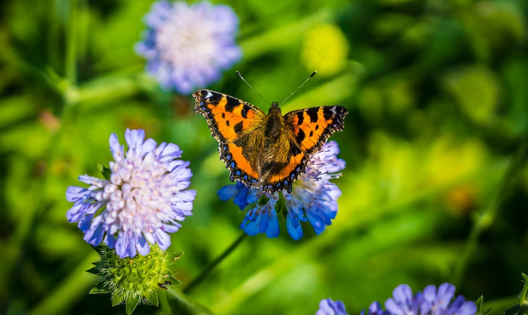 Image for Conservationists are creating ‘superhighways’ for insects in the UK