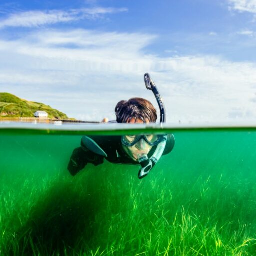 A snorkeller collects seagrass seeds as part of a project to restore sea meadows