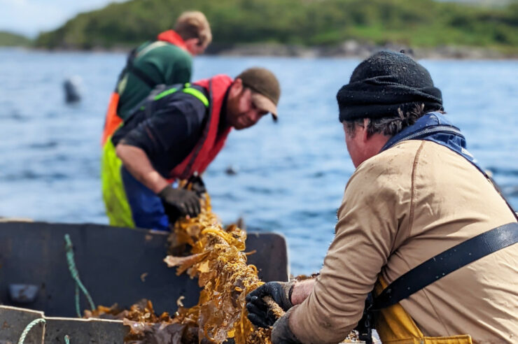 Image for Why are people getting so hyped about seaweed?