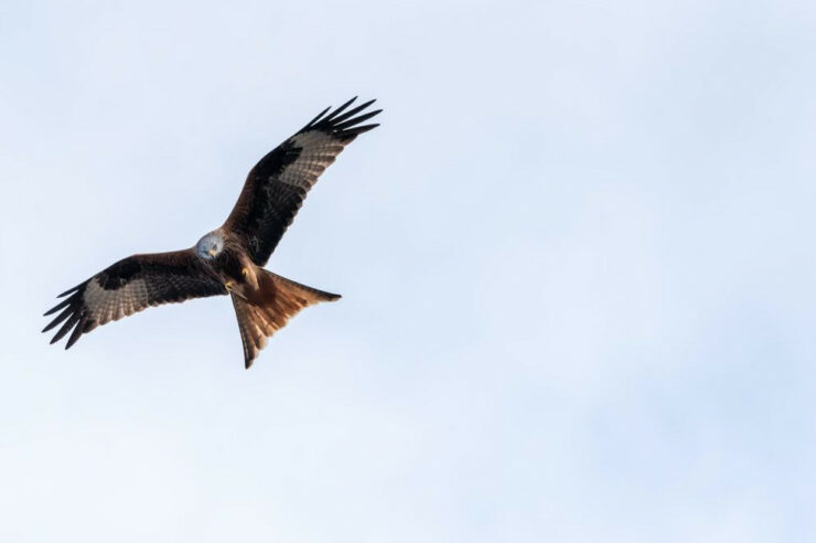 Image for Three good things: birds that are bouncing back in the British Isles